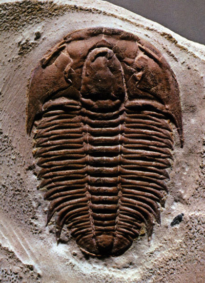 Resultado de imagen de fósiles que un trilobite