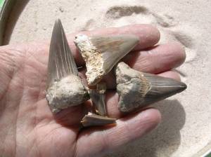 Shark teeth fossil
