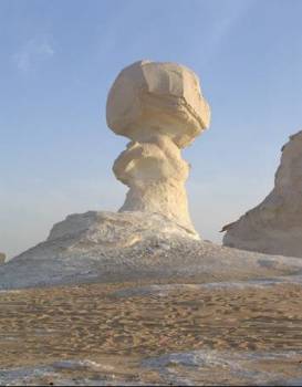 White desert mushroom