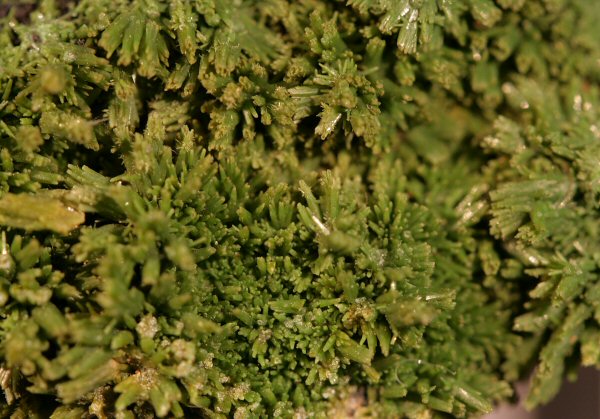 Pyromorphite, Burgam Mine