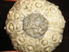 Fossil photos