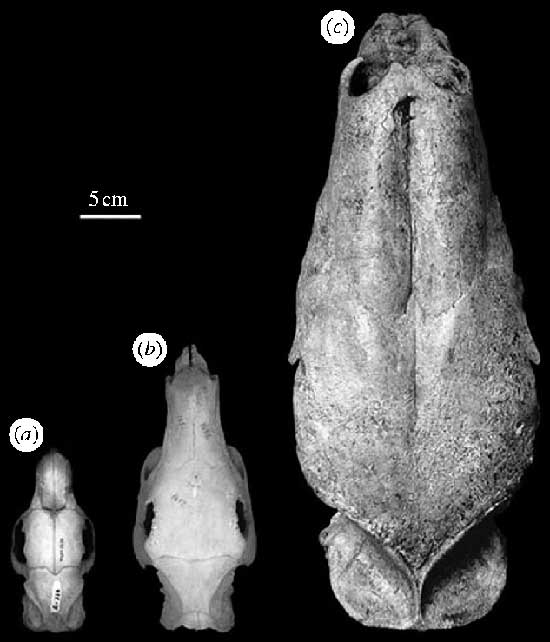 fossil skulls