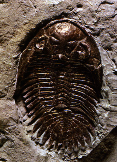 Fossil trilobite Metacanthina