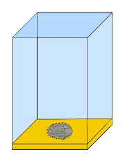 fossil formation step 1