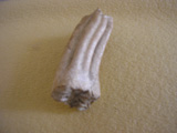 Pieza molar