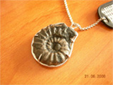 ammonites