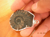 ammonites