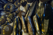 Belemnites