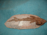 Fish Fossil