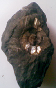 Fossil