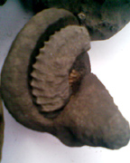 Fossil