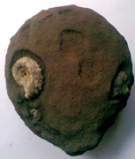 Fossil