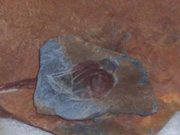 Fossil