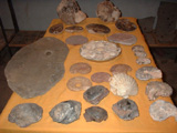 Morocco Fossils