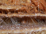 Selenite