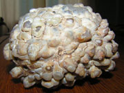 Calcedonia