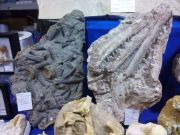 fossils