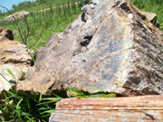 Petrified wood