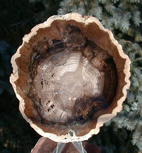 Petrified wood