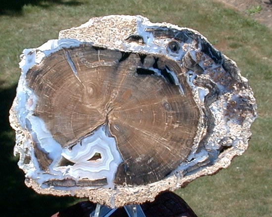 Petrified wood