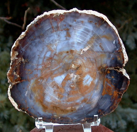 Petrified wood