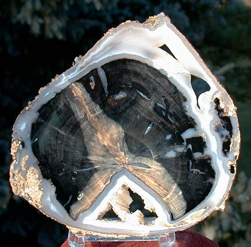 Petrified wood