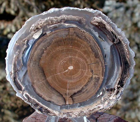 Petrified wood