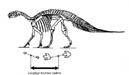 Morphology of the tracks