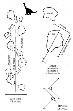 set of tracks denominated rakeful