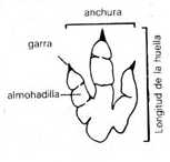 tracks left by a biped or quadruped vertebrate