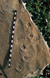 fossil tracks