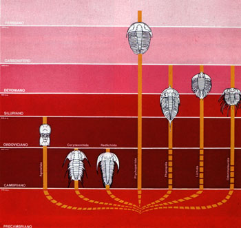 Evolutionary scheme of trilobites