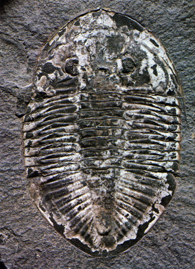 Pseudogygites latimarginatus