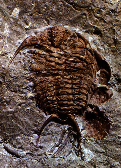 Ceraurus pleuraxantemus (Ordoviciense)