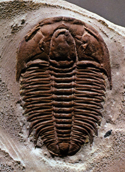 trilobites