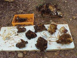 Crystal clusters coated with iron oxide.