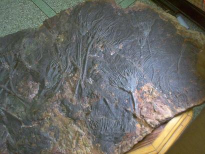 prepared Crinoid