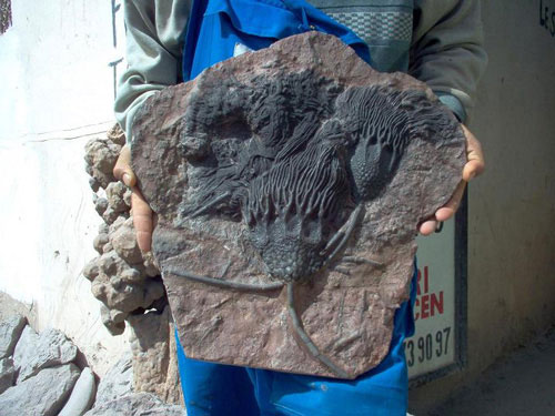 crinoids museum specimen