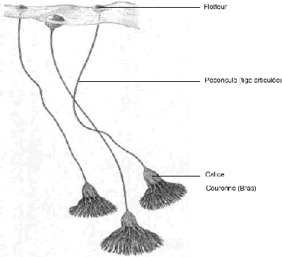 Scyphocrinites