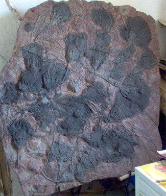 crinoids slab