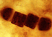 Bacteria: Record fòssil