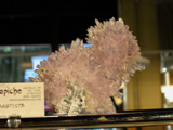 Amatista