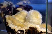 mineral36.jpg